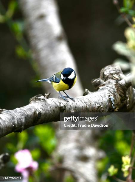 great tit on tree - tits stock pictures, royalty-free photos & images