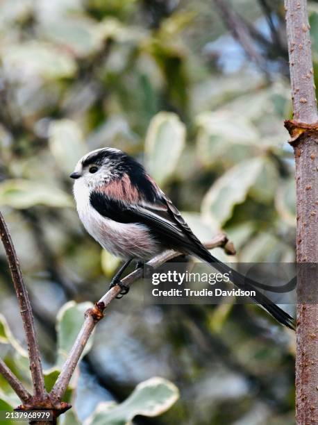 long-tailed tit - tits stock pictures, royalty-free photos & images