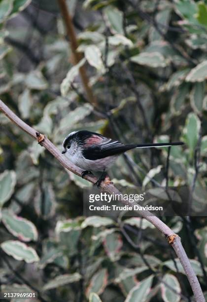 long-tailed tit - tits stock pictures, royalty-free photos & images