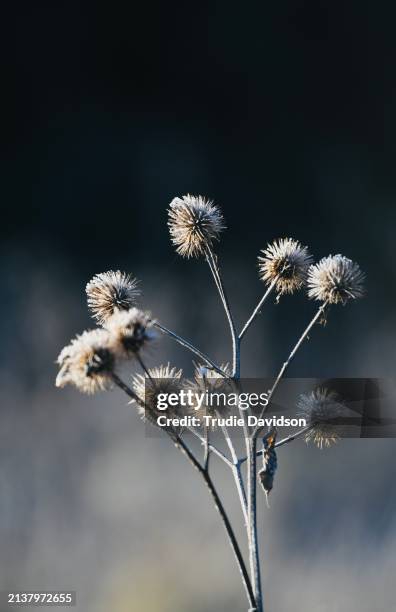 burdock seed head in winter light - greater burdock stock pictures, royalty-free photos & images