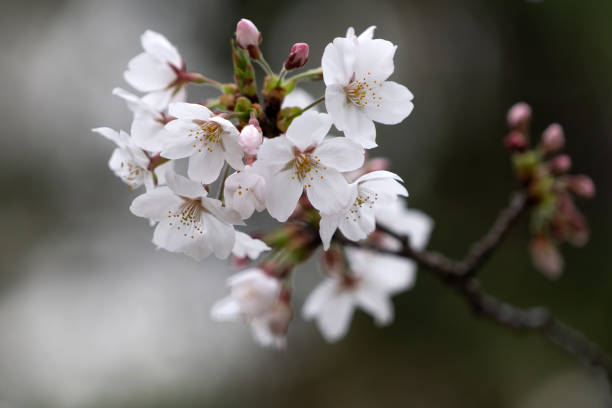 JPN: People Watch Sakura Cherry Blossoms In Tokyo