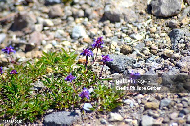Speedwell Forrest 55 Mountain Speedwell Stock Photos, High-Res Pictures, and Images ...