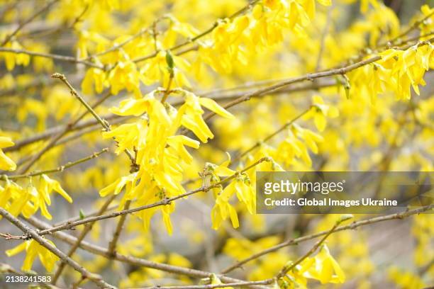Forsythia blooms in the Fomin's Botanical Garden on April 3, 2024 in Kyiv, Ukraine. Much warmer-than-normal weather caused the onset of...