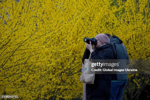 Woman takes photos of a blooming forsythia in the Fomin's Botanical Garden on April 3, 2024 in Kyiv, Ukraine. Much warmer-than-normal weather caused...