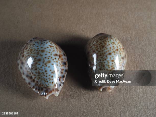 238 North Carolina Sea Shells Stock Photos, High-Res Pictures, and ...