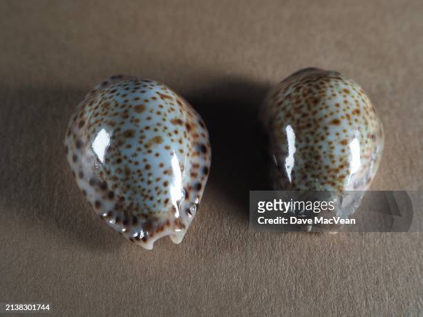 exquisite details of cowrie shells - southport north carolina stockfoto's en -beelden