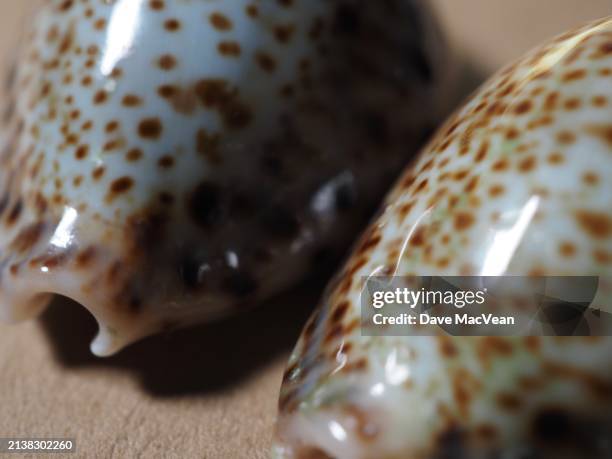 exquisite details of cowrie shells - southport north carolina stockfoto's en -beelden