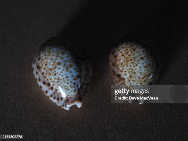 exquisite details of cowrie shells - southport north carolina stockfoto's en -beelden