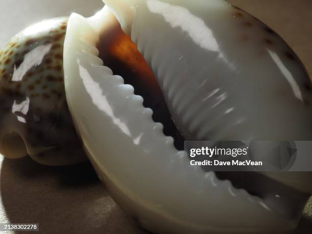 exquisite details of cowrie shells - southport north carolina stockfoto's en -beelden