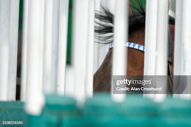 Waiting in the stalls at Lingfield Park Racecourse on April 04, 2024 in Lingfield, England.