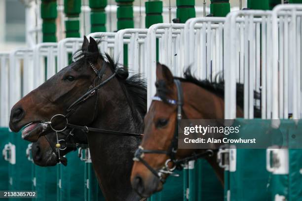 Runners leave the stalls in The Tips For Every Race At raceday-ready.com Novice Stakes at Lingfield Park Racecourse on April 04, 2024 in Lingfield,...