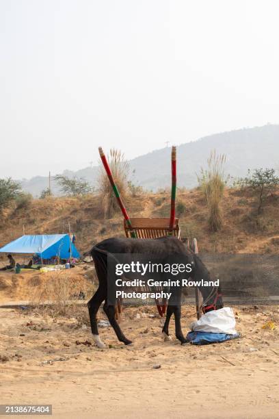 pushkar fair image - pushkar stock pictures, royalty-free photos & images