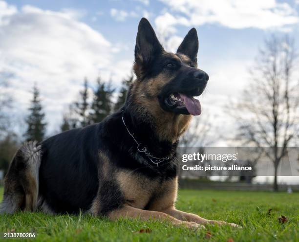 April 2024, Bavaria, Lauingen: A German shepherd dog sits on the training ground of the German Shepherd Dog Club. On April 22 the German Shepherd Dog...