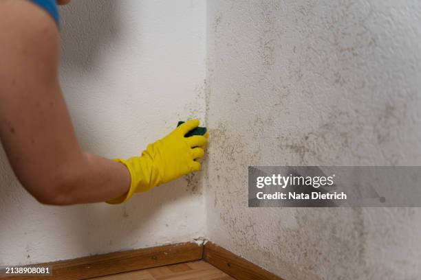 a woman removes mold from the walls of an apartment - moldura fotografías e imágenes de stock