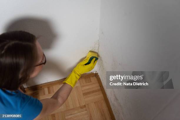 a woman removes mold from the walls of an apartment - mofo imagens e fotografias de stock