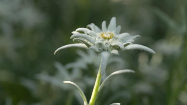 https://media.gettyimages.com/id/2139034142/video/close-up-single-edelweiss-flower-swaying-in-wind-and-partial-sunlight-on-blurred-flower-field.jpg?b=1&s=640x640&k=20&c=cSM_m1mU2gchsdAMBFTZH_y7g8wGA9jvmNxOQO90yDc=
