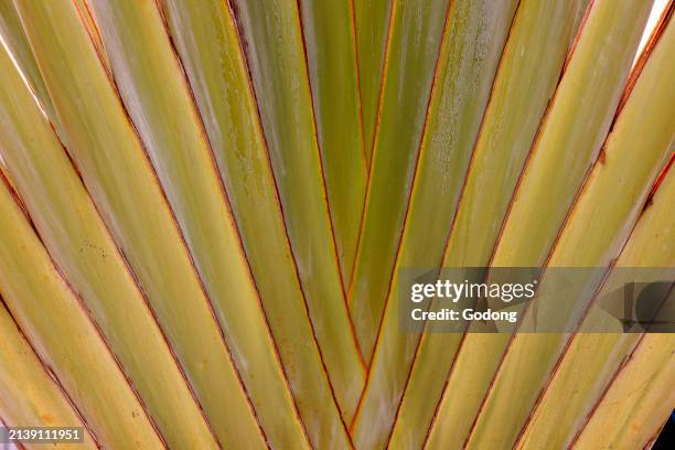 Close-up of the trunk of a Ravenala madagascariensis tree, Commonly known as the Traveler's Tree.