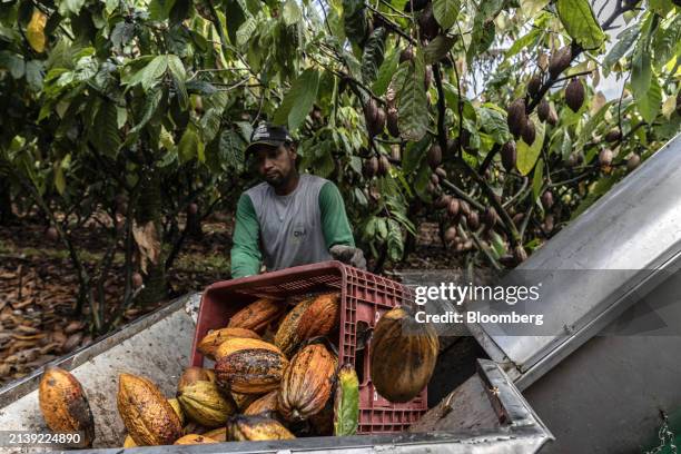 Worker loads harvested cacao pods into a machine to remove husks at a farm in Eunapolis, Bahia state, Brazil, on Friday, April 5, 2024. New machinery...