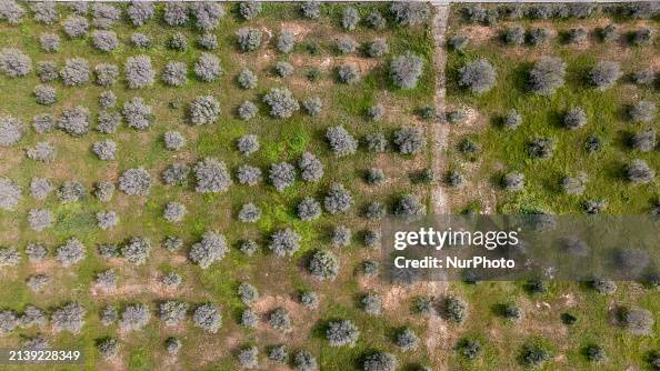 Olive Tree Devastation in Puglia Due To Xylella Fastidiosa Bacterium Olive Tree Devastation in Puglia Due To Xylella Fastidiosa Bacterium