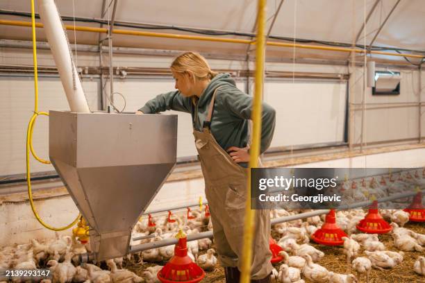 monitoring feed distribution - poultry feed stock pictures, royalty-free photos & images