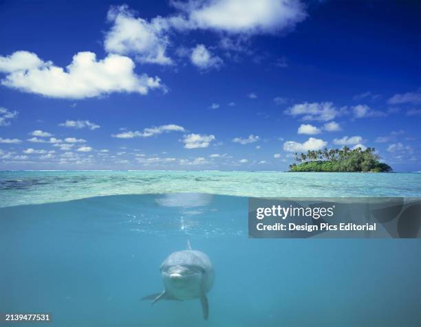 Split view of above and below the turquoise ocean water with a dolphin swimming just under the surface of the water towards the camera with a small...