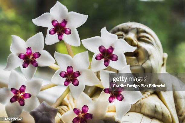 Hoya Bella Flower Plant. United Kingdom.