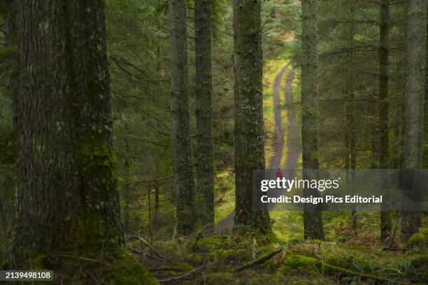 Woman In Red Coat Walking Along Trail In Barcaldine Forest. Argyll and Bute, Scotland.