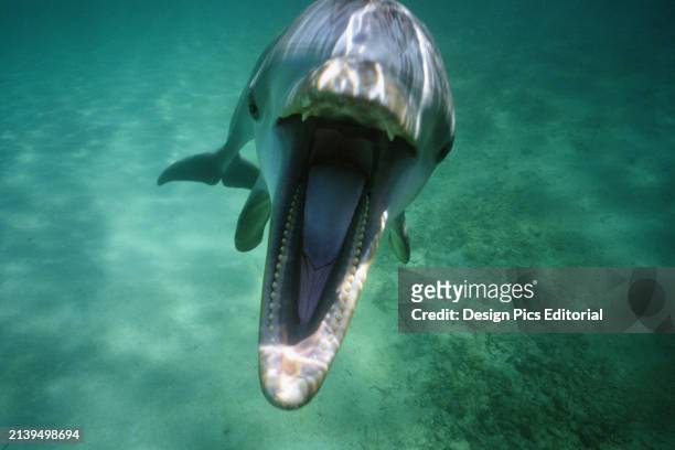 Bottlenose Dolphin with a wide open mouth directed at the camera. Honduras.