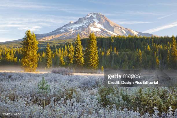 Mount Hood and Mount Hood National Forest with frost on the vegetation in the foreground. Oregon, United States of America.