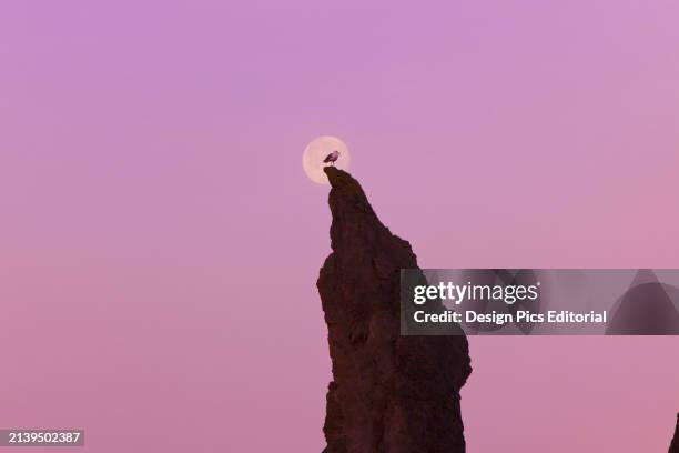 Bird perched on pinnacle of rock formation against the full moon at dawn in the Bandon State Natural Area. Bandon, Oregon, United States of America.