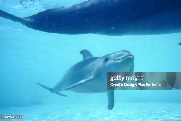 Two Bottlenose dolphins in the turquoise ocean water of the Caribbean Sea. Honduras.