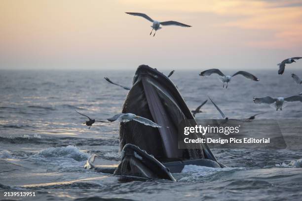 Humpback Whale And A Flock Of Birds On The Surface Of The Water At Sunset; Massachusetts, United States Of America