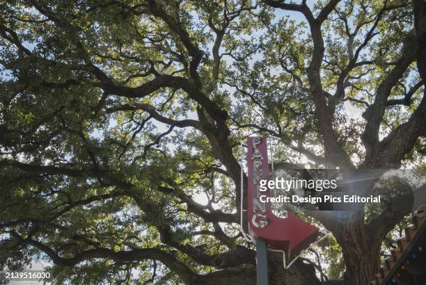 An Old Tree Looms Over A Vintage, Red Parking Sign Next To A Parking Lot; Austin, Texas, United States Of America
