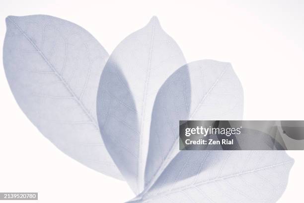 four leaves in blue, back lit and partially overlapped on white background - translucent stock pictures, royalty-free photos & images