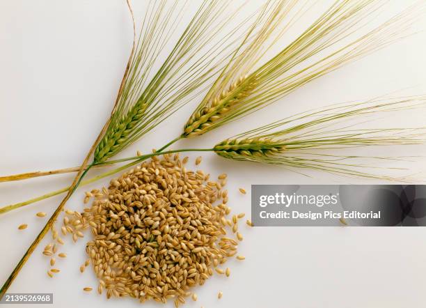 Agriculture - Barleycorns and heads of mature barley on a light surface, studio.