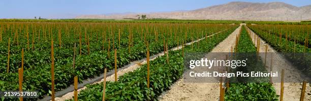 Agriculture - Field of staked bell pepper plants / Imperial Valley, California, USA.