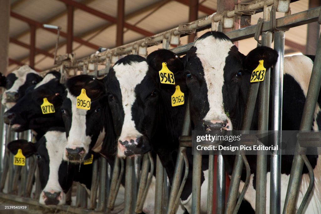 Livestock