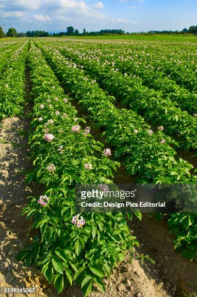 Agriculture - Field of mid growth red potato plants in full bloom / near Burlington, Washington, USA.