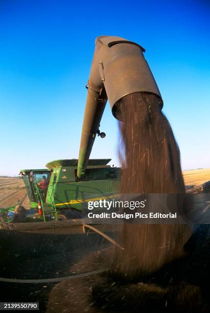Agriculture - A combine unloads harvested canola into a grain truck for transport to a grain elevator in afternoon light / near Dugald, Manitoba,...