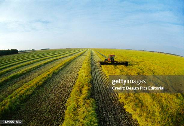 Agriculture - A swather swaths a mature high yield canola crop for drying prior to harvest / near Oakbank, Manitoba, Canada.