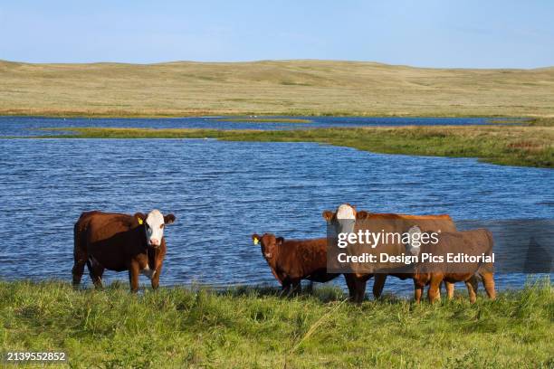 Prairie Spring Red 174 Native Prairie Plants Stock Photos, High-Res Pictures, and Images ...
