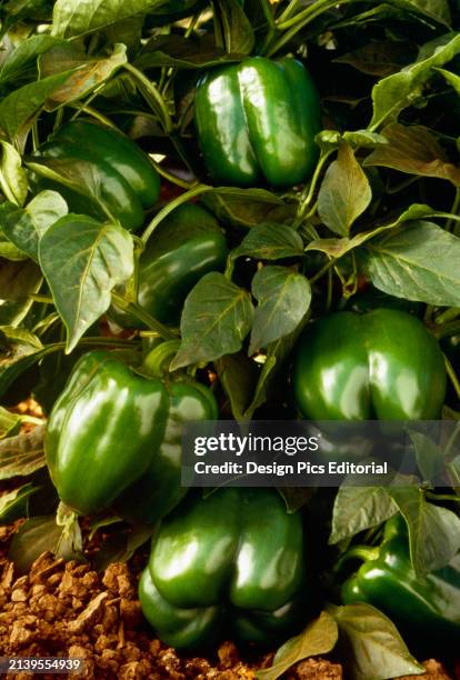 Agriculture - Produce, Bell Peppers On Bush.