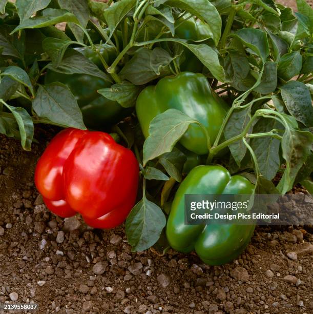 Agriculture - Red And Green Bell Peppers On The Bush / California, Usa.
