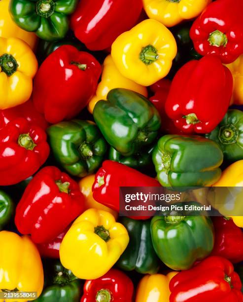 Agriculture - Produce, Mixed Red, Yellow And Green Bell Peppers .