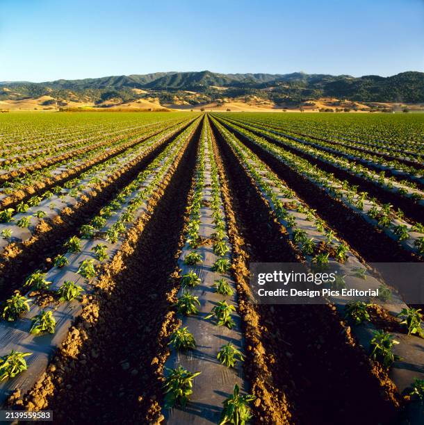 Agriculture - Field Of Early Growth Bell Pepper Plants Growing Out Of White Plastic Mulch / San Juan Bautista, California, Usa.