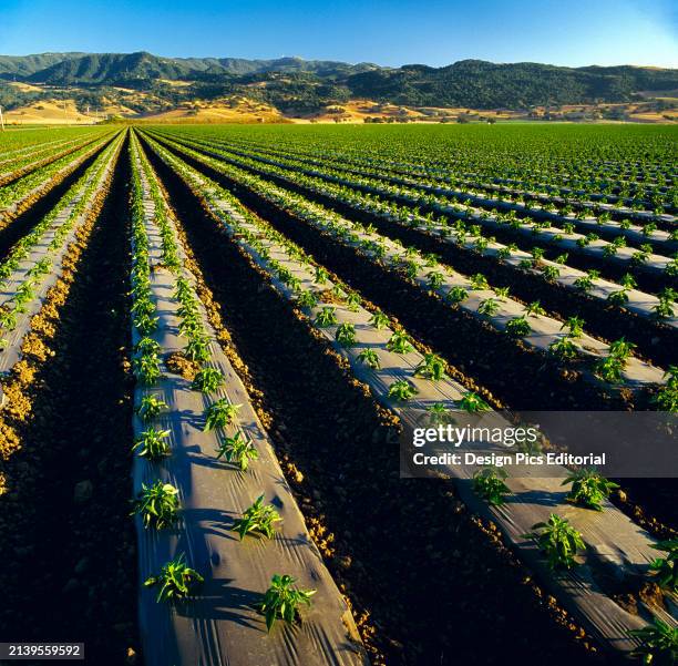 Agriculture - Field Of Early Growth Bell Pepper Plants Growing Out Of White Plastic Mulch / San Juan Bautista, California, Usa.