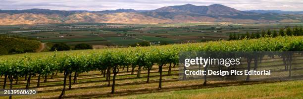 Agriculture - Wine Grape Vineyard With Spring Foliage Growth In The Santa Lucia Highlands; Salinas River And Produce Fields Of The Salinas Valley In...