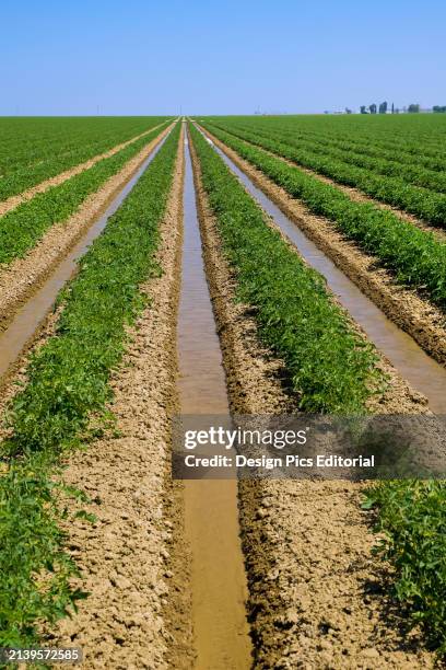 Agriculture - Field of early season processing tomatoes being furrow irrigated / near Firebaugh, California, USA.