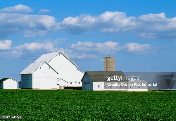 Agriculture - Field of mid growth soybean plants with white barns and silos in the background / near Big Rock, Illinois, USA.