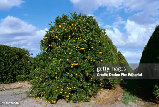 Agriculture - Valencia orange grove with ripe fruit ready to pick / Florida, USA.